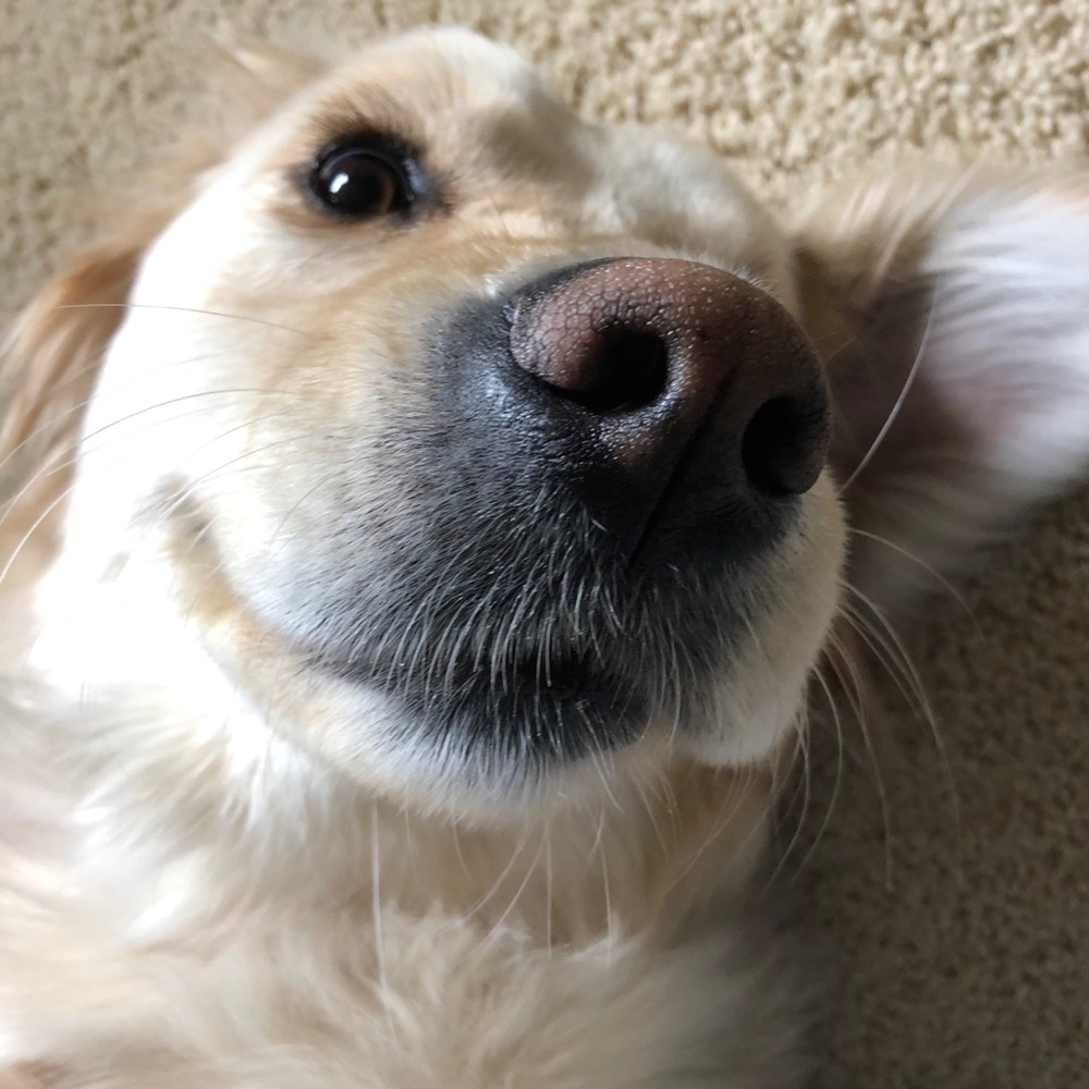 Meet your Posher, Libby